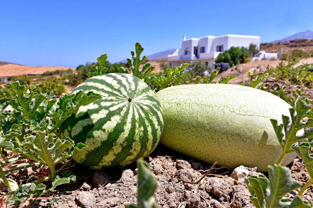 شقة Relaxia Estate Naxos Galini  المظهر الخارجي الصورة
